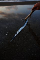 打ち上がったダツ