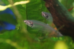 トランスルーセントグラスフィッシュ