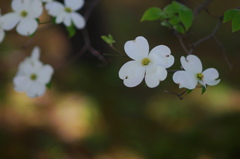 木漏れ日の花水木