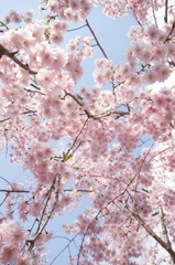 みあげてごらん