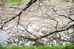 水辺にかかる桜