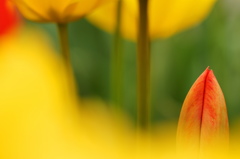 チューリップⅢ