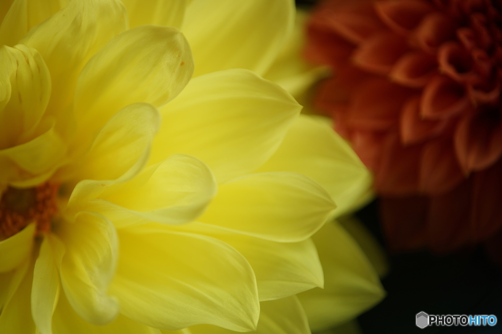 DahliaⅡ