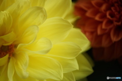 DahliaⅡ