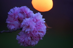 夕暮の八重桜