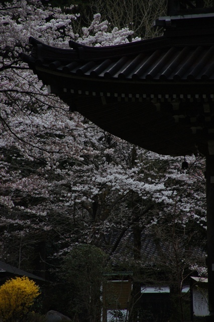 仁王門とレンギョウと桜