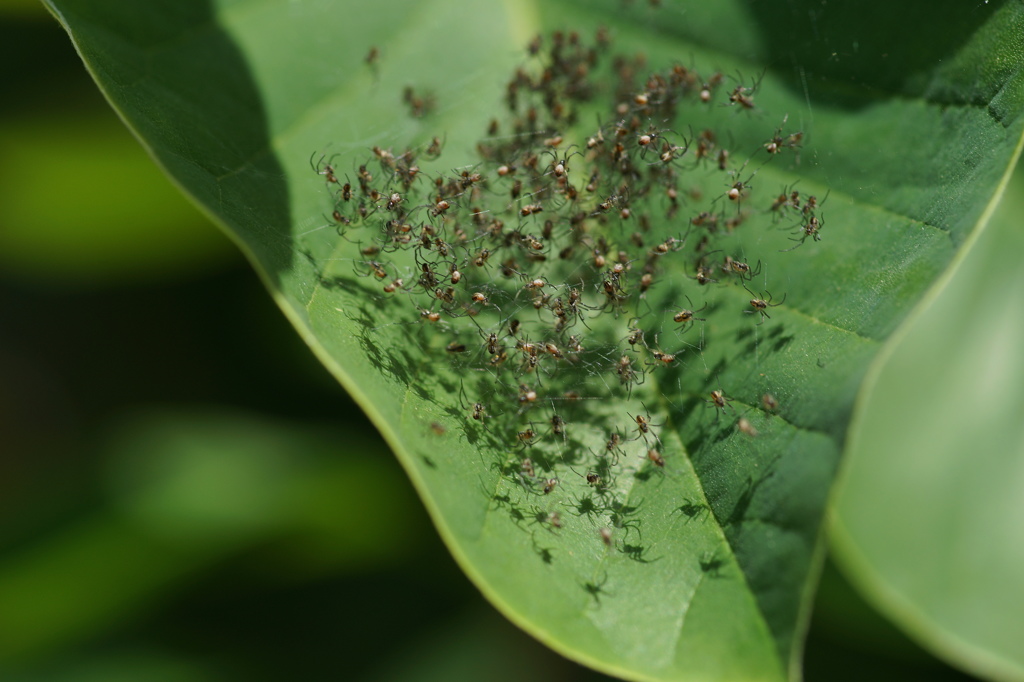 蜘蛛の子を散らす