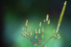 庭の草花Ⅲ