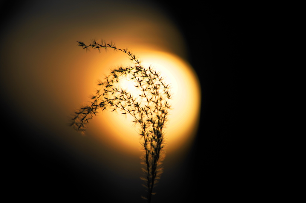 夕陽薄