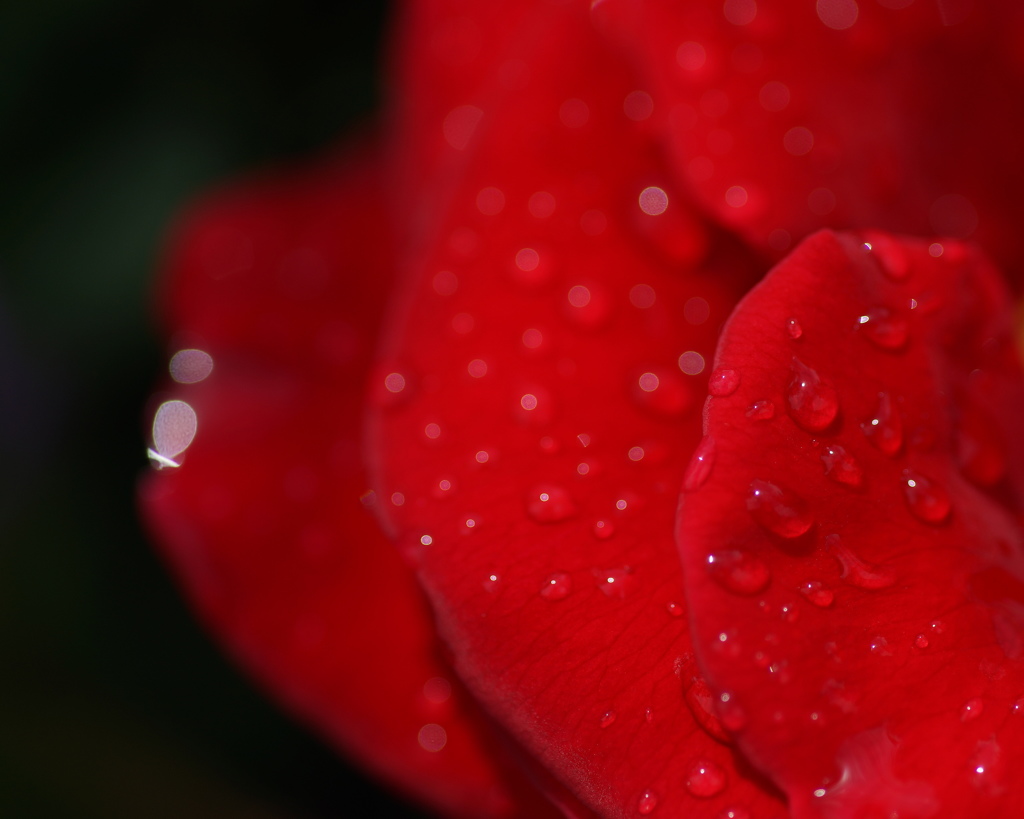 雨上がりのバラ