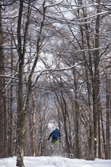 tree　run