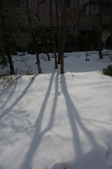 初雪にして根雪