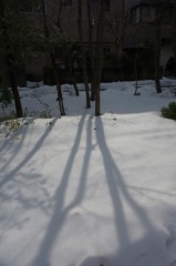 初雪にして根雪