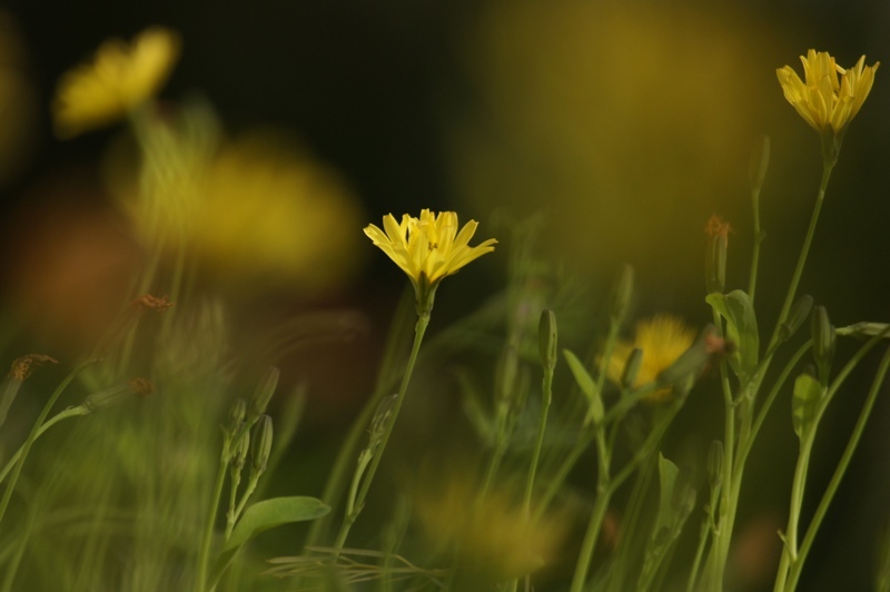 庭の草刈り中止