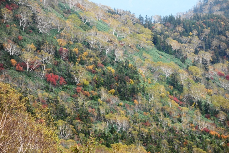秋色の斜面