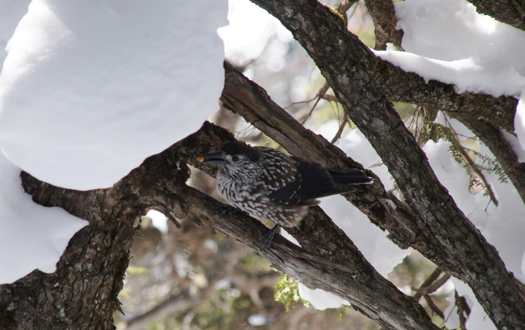 冬山のごちそう