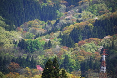 春紅葉