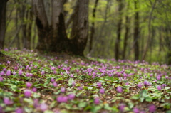 カタクリの森