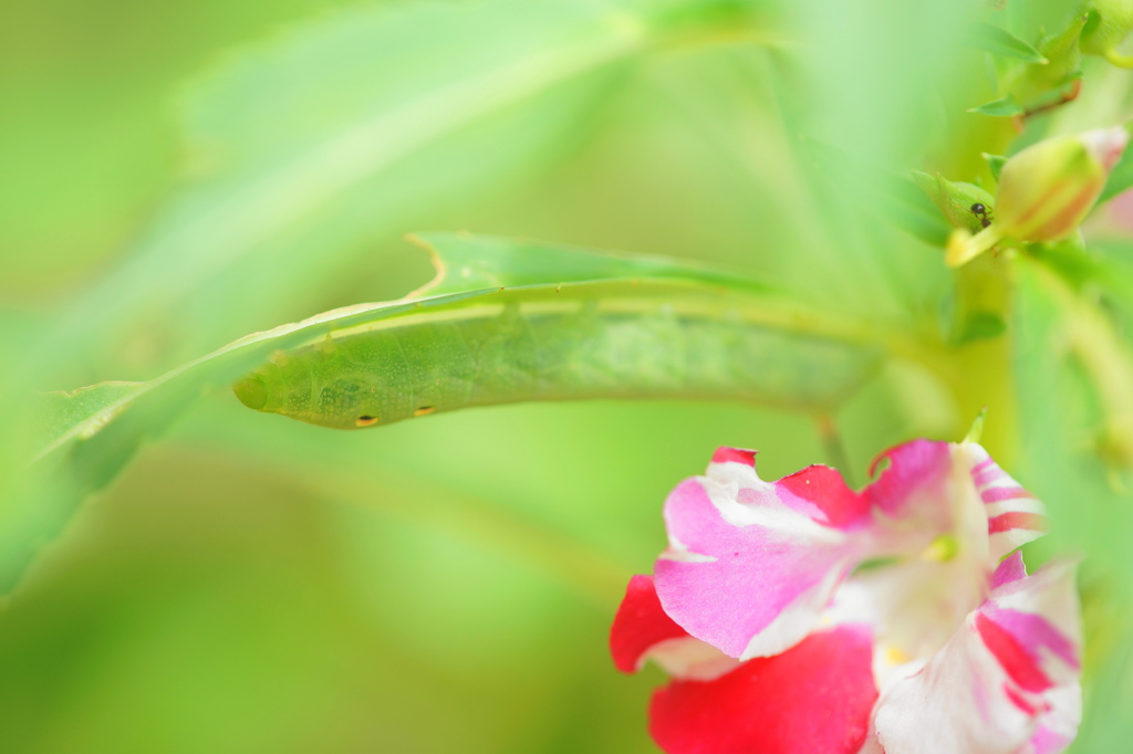 鳳仙花に青虫と蟻