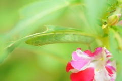 鳳仙花に青虫と蟻