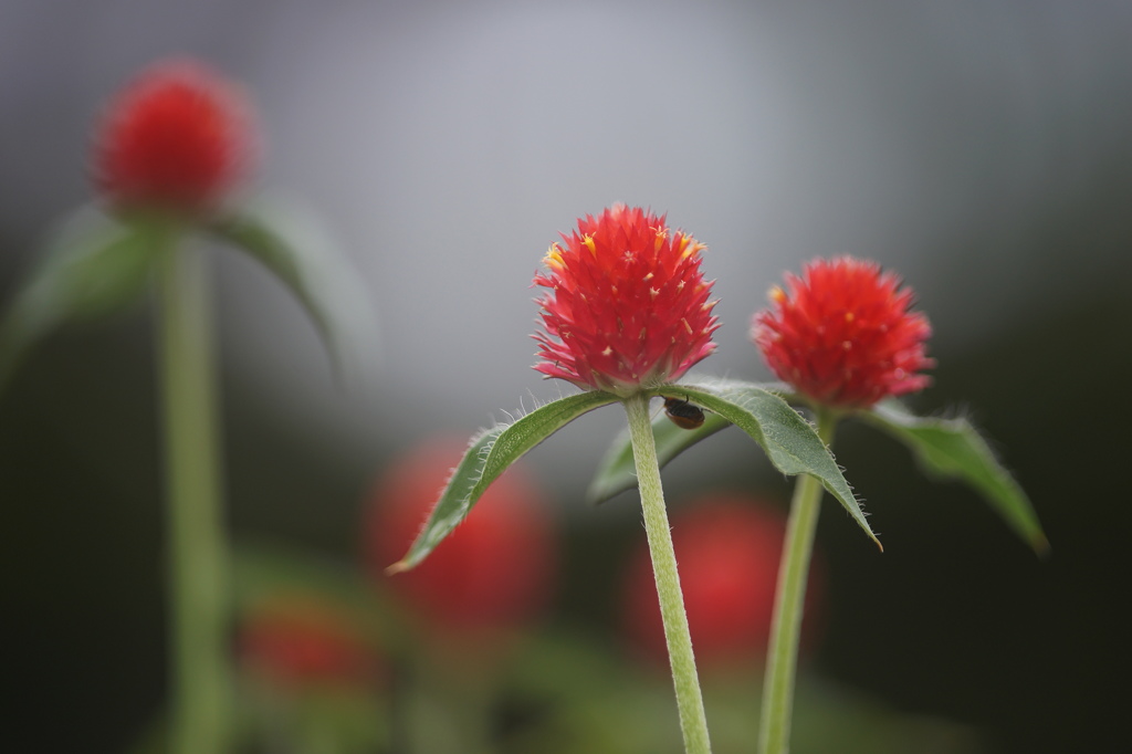 Ｓｔｒａｗｂｅｒｒｙ　Ｆｉｅｌｄｓ