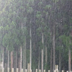 驟雨