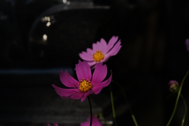 DSC01986