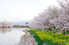 高田城の春