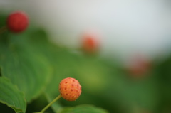 やまぼうしの実