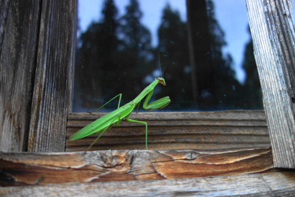 松の山の夢の家