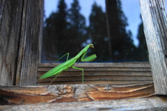 松の山の夢の家