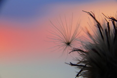 夕暮
