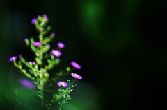 秋の陽だまりで