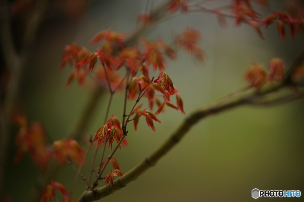 春紅葉