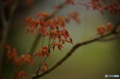 春紅葉