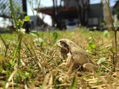 草取り始めに啓蟄なり