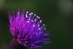 アザミの花