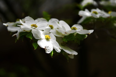 花水木