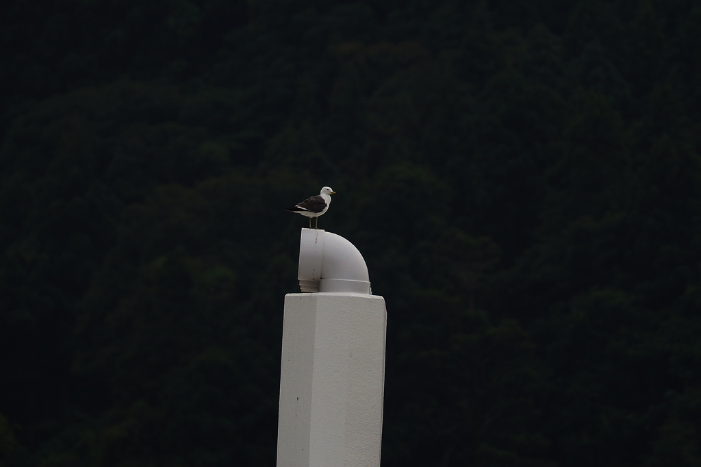 カモメⅢ