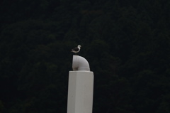 カモメⅢ