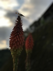 蜻蛉