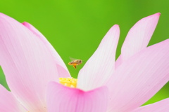 蜜集め