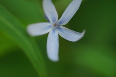 庭の草花Ⅳ