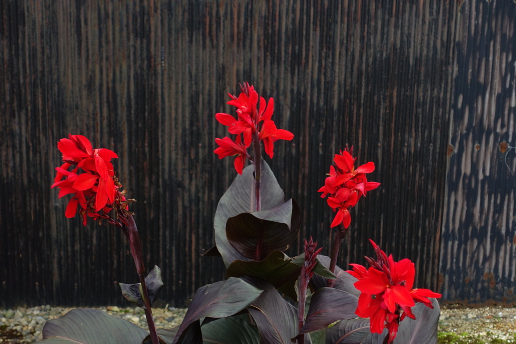 紅い華