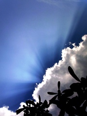 光と雲と枇杷