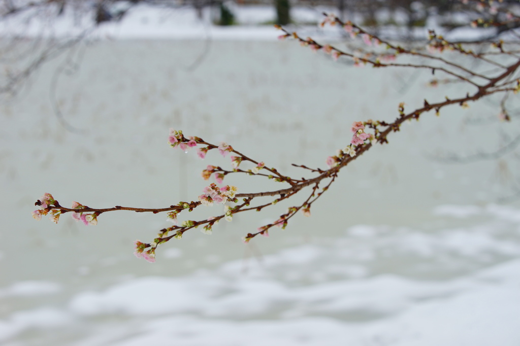雪中桜