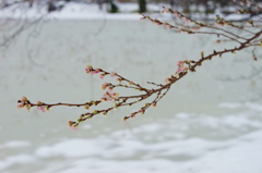 雪中桜