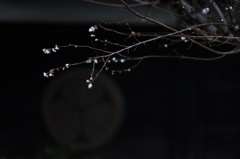 初雪のあとの梅