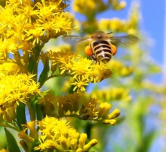 せいたかあわだちそう