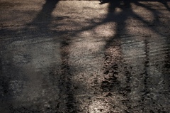 花に落ちる幹の影